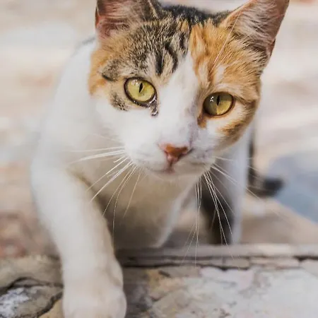 Tara Alcalá la Real